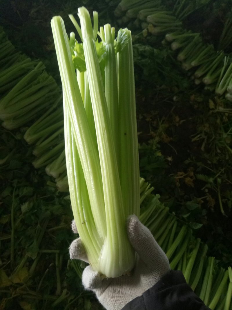 大量上市中：需要的联系我，净菜，毛菜，米黄色大量上市中