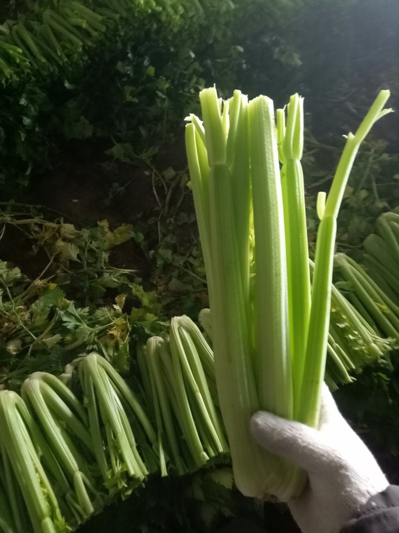 大量上市中：需要的联系我，净菜，毛菜，米黄色大量上市中