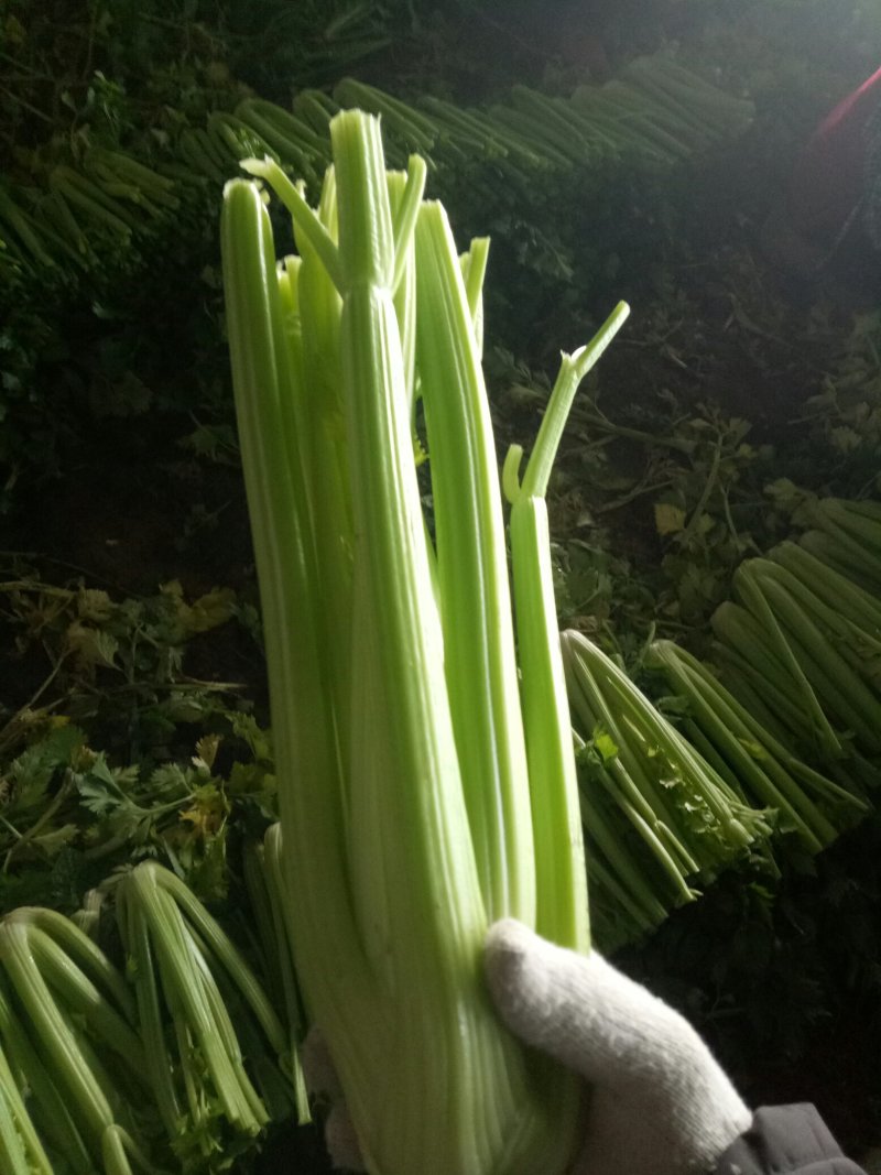 大量上市中：需要的联系我，净菜，毛菜，米黄色大量上市中