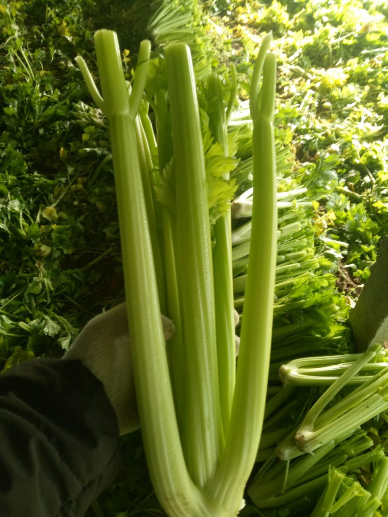 大量上市中：需要的联系我，净菜，毛菜，米黄色大量上市中