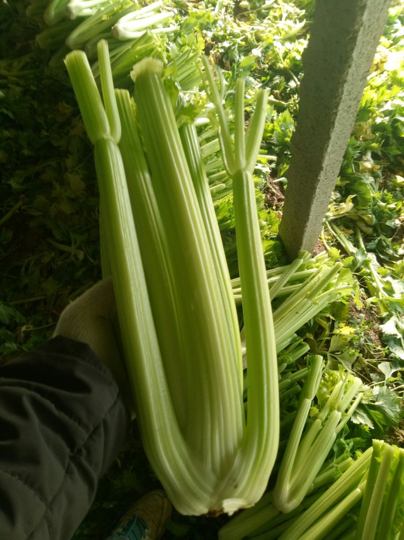 大量上市中：需要的联系我，净菜，毛菜，米黄色大量上市中
