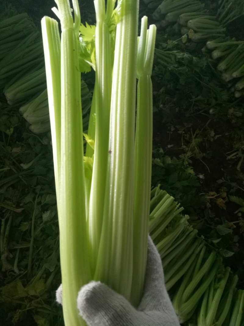 大量上市中：需要的联系我，净菜，毛菜，米黄色大量上市中