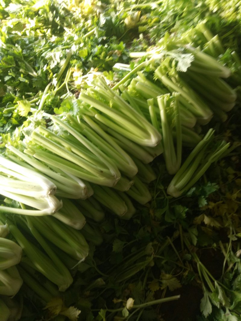 大量上市中：需要的联系我，净菜，毛菜，米黄色大量上市中