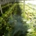 大量上市中：需要的联系我，净菜，毛菜，米黄色大量上市中