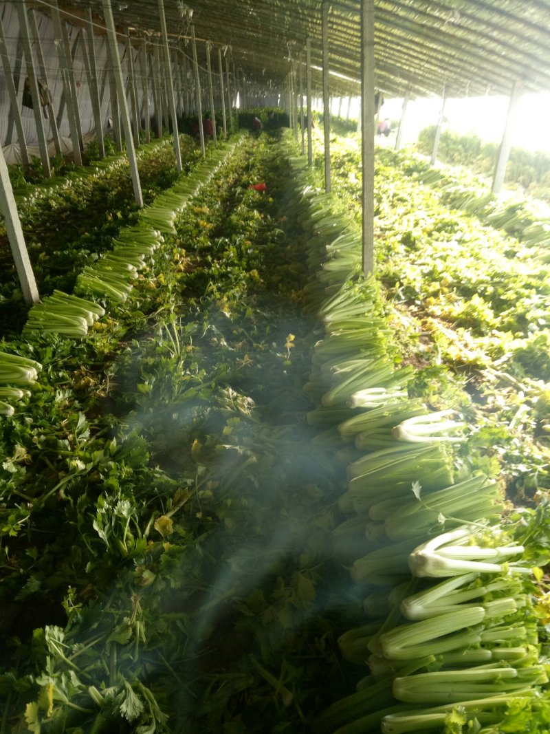 大量上市中：需要的联系我，净菜，毛菜，米黄色大量上市中