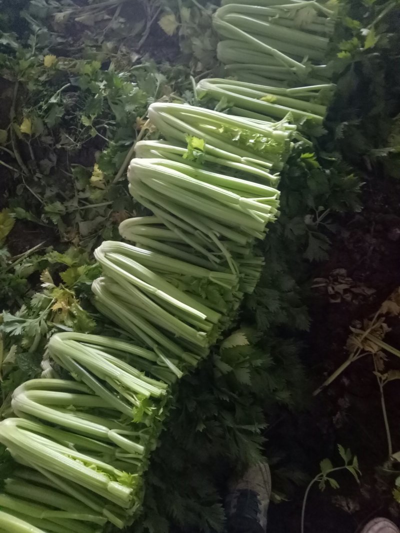 大量上市中：需要的联系我，净菜，毛菜，米黄色大量上市中