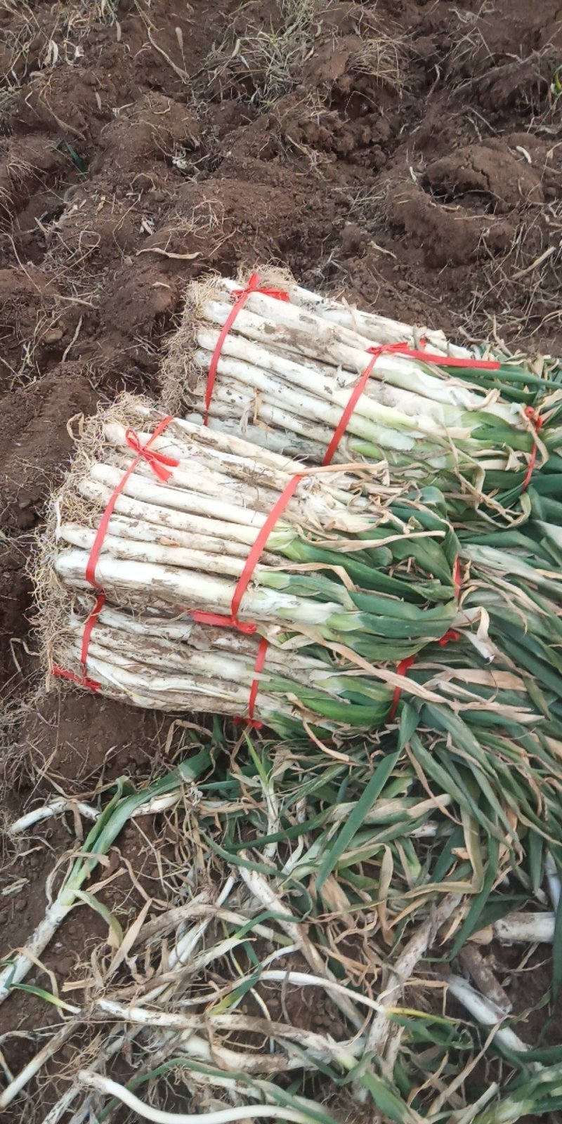 章丘大葱批发