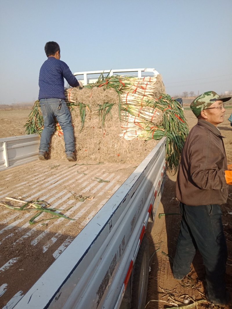 章丘大葱批发