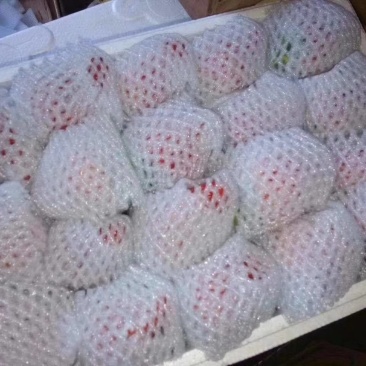 大量批发零售正宗丹东99草莓