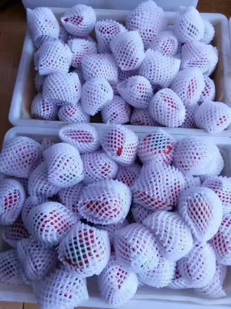 大量批发零售正宗丹东99草莓
