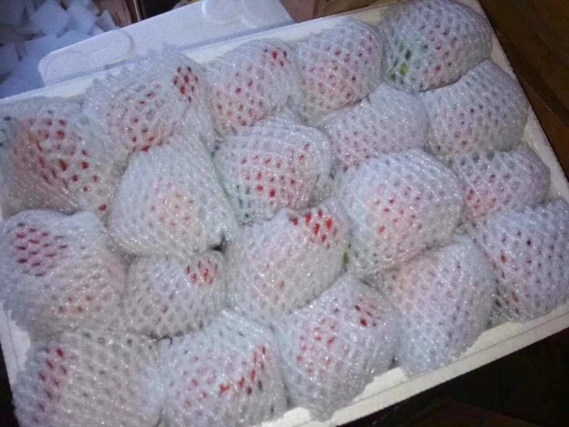 大量批发零售正宗丹东99草莓