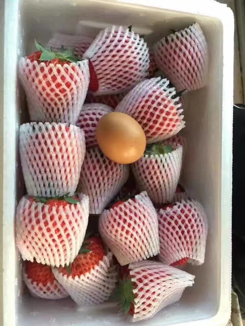 大量批发零售正宗丹东99草莓