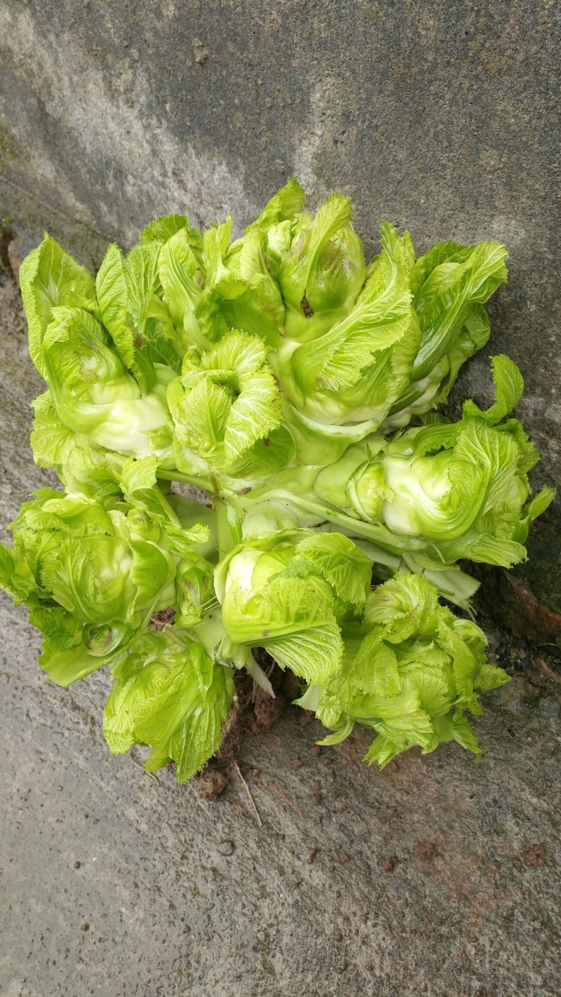 儿菜