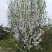 红叶碧桃树苗出售1-10公分龙柱碧桃量大