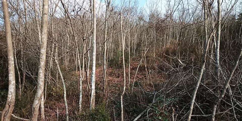 杜仲树1一15公分各种规格
