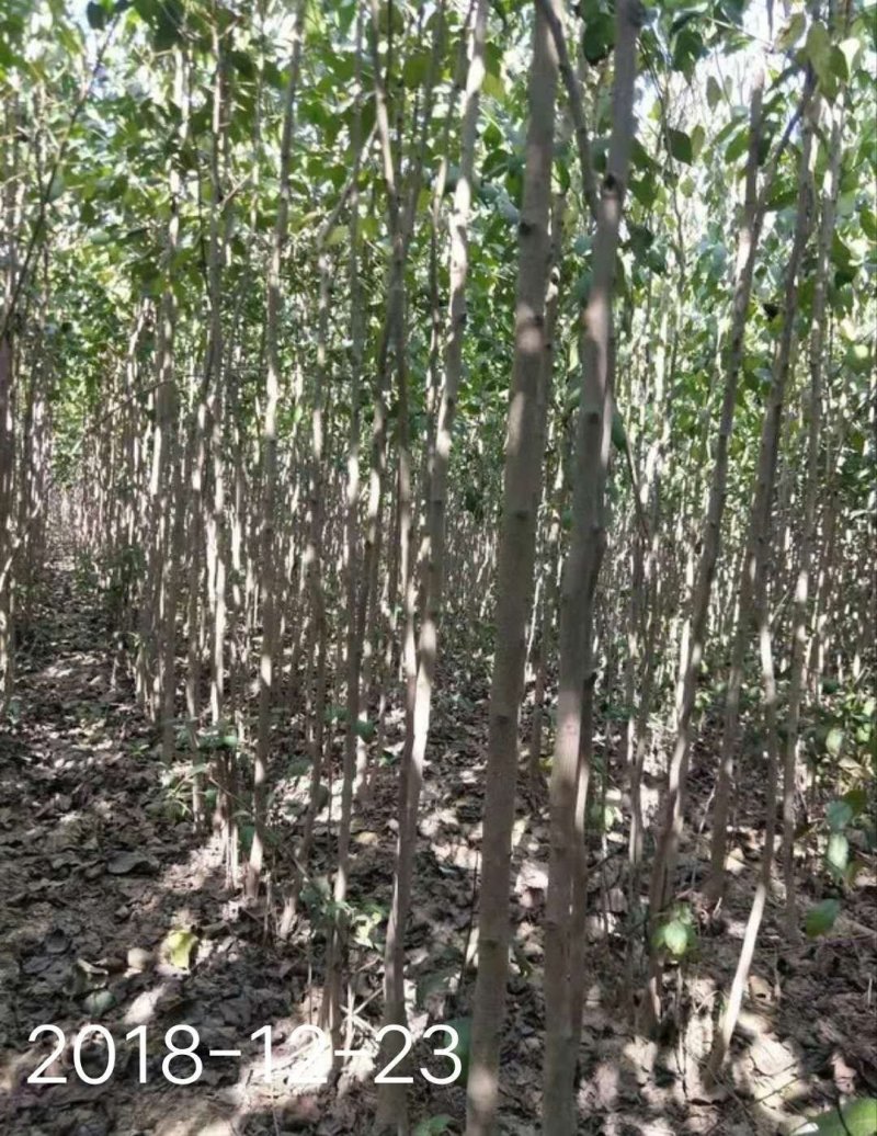 杜仲树1一15公分各种规格