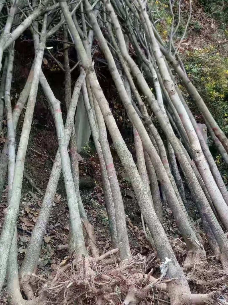 杜仲树1一15公分各种规格