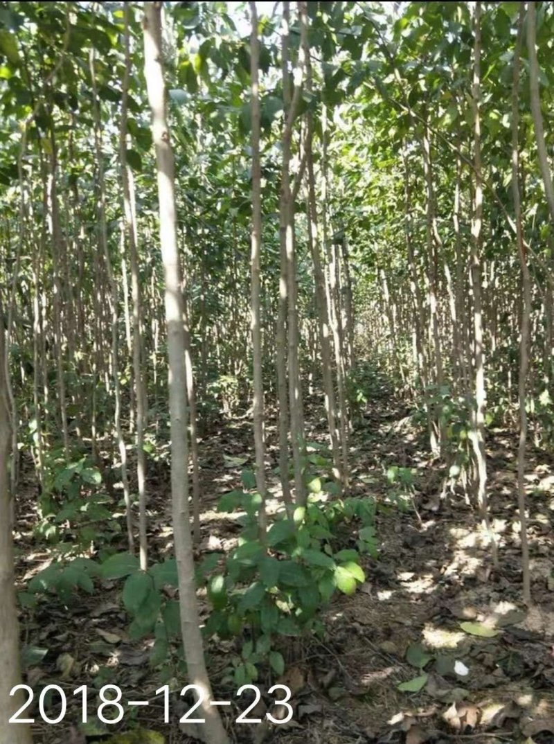 杜仲树1一15公分各种规格