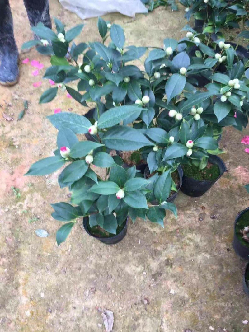 茶花树