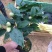 茶花树