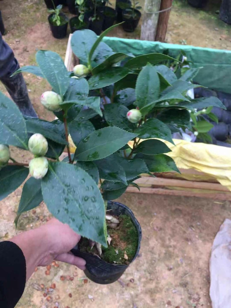茶花树