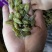 新疆吐鲁番葡萄干绿香妃