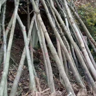 杜仲树1一15公分