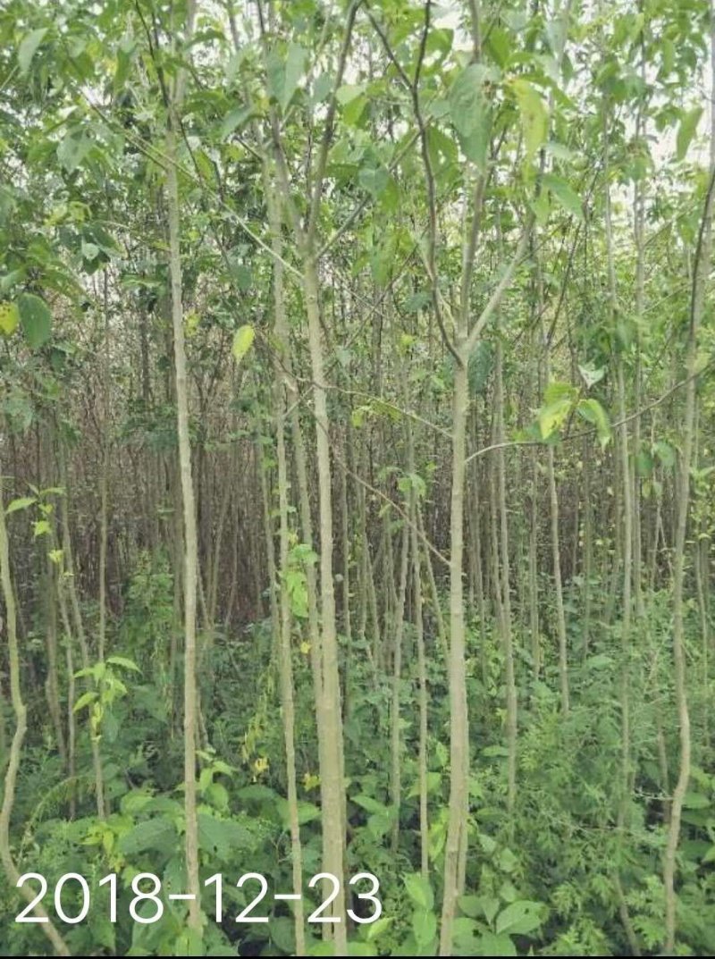 杜仲树1一15公分