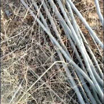 柳树，柳树，柳树，柳树，柳树，