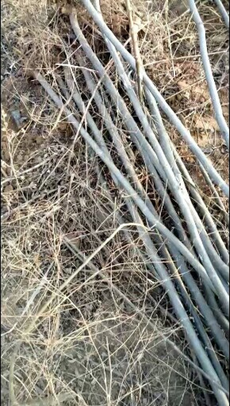 柳树，柳树，柳树，柳树，柳树，