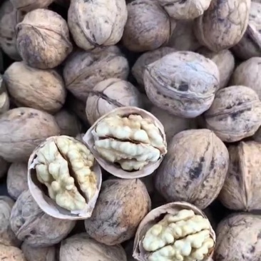 原色185核桃出售11