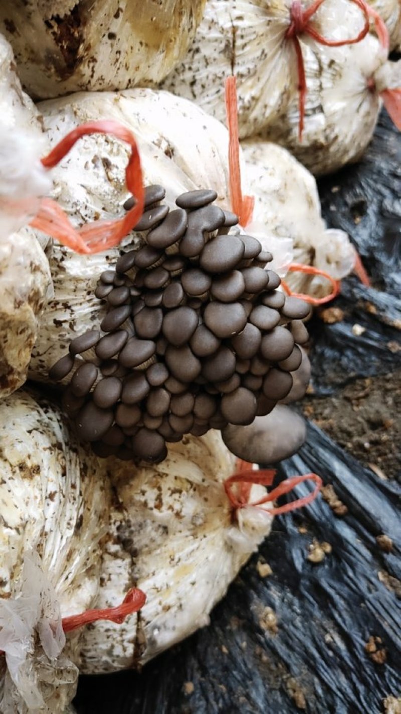 平菇菌棒，鲜平菇有现货，需要的老板联系我，价格合理