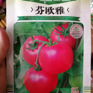【精选】芬欧雅番茄种子抗病毒大红果高产
