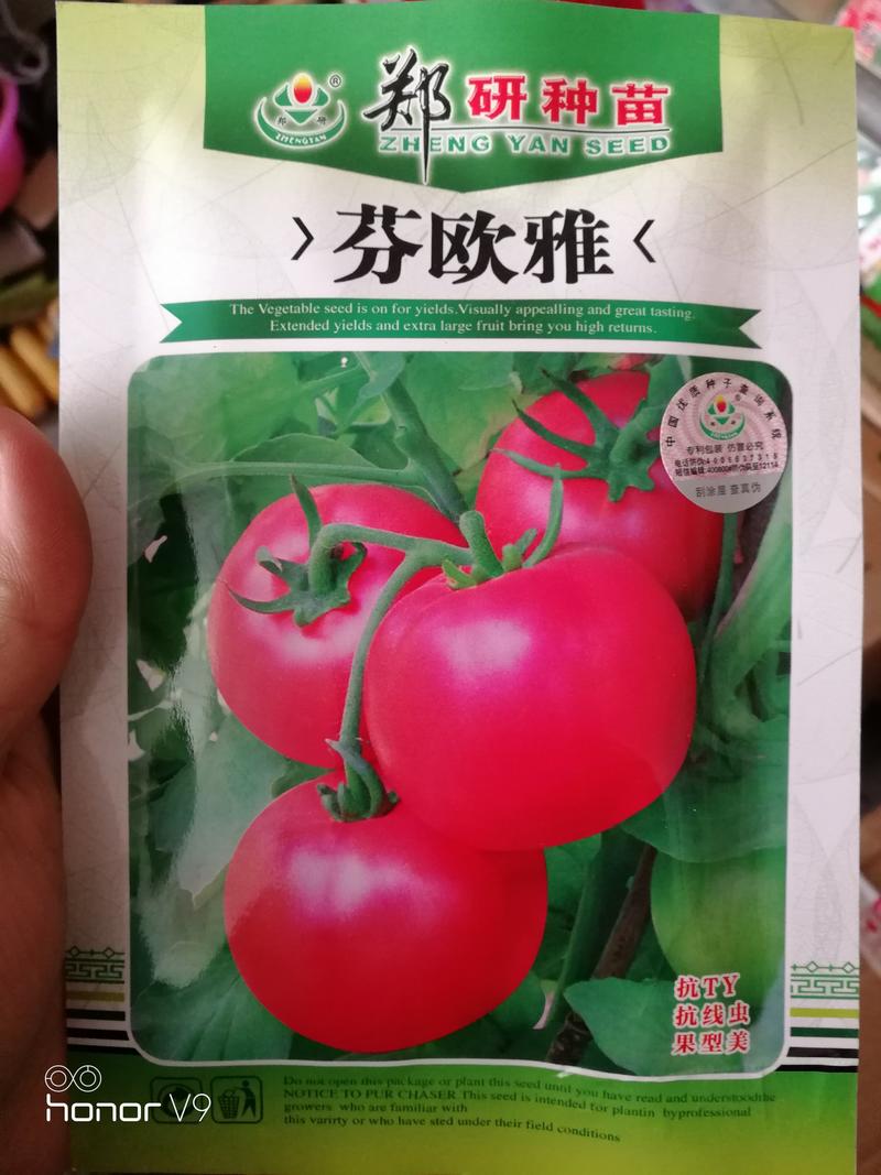 【精选】芬欧雅番茄种子抗病毒大红果高产