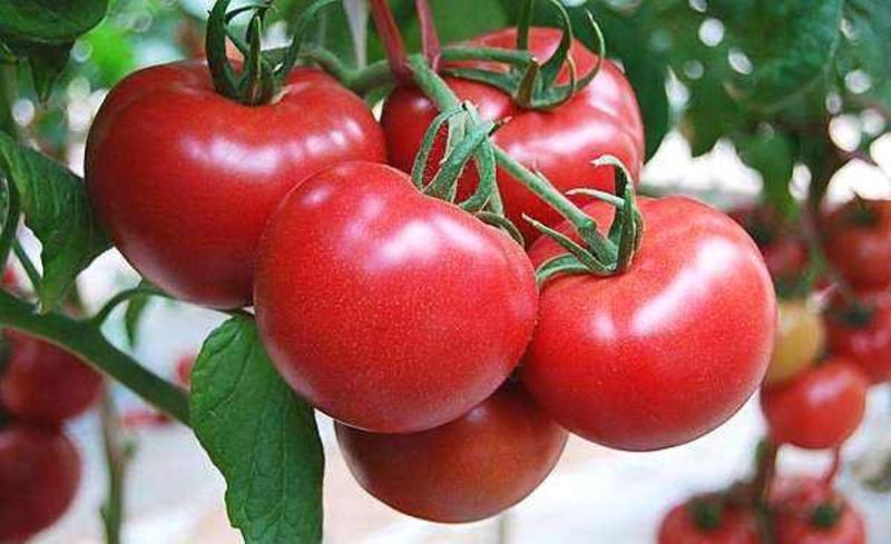 【精选】芬博瑞番茄种子抗病毒大红果高产