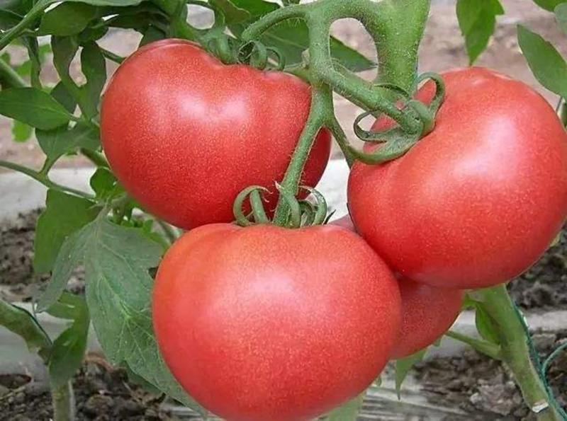 【精选】芬博瑞番茄种子抗病毒大红果高产