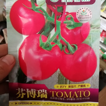 【精选】芬博瑞番茄种子抗病毒大红果高产
