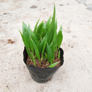 蒲葵播种苗棕榈科植物园林绿化观叶植物