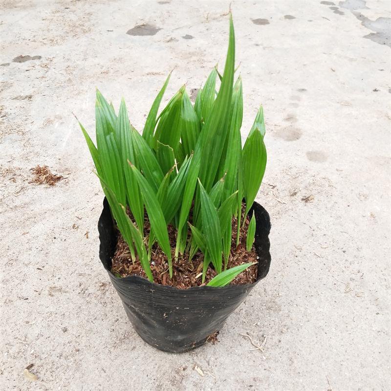 蒲葵播种苗棕榈科植物园林绿化观叶植物