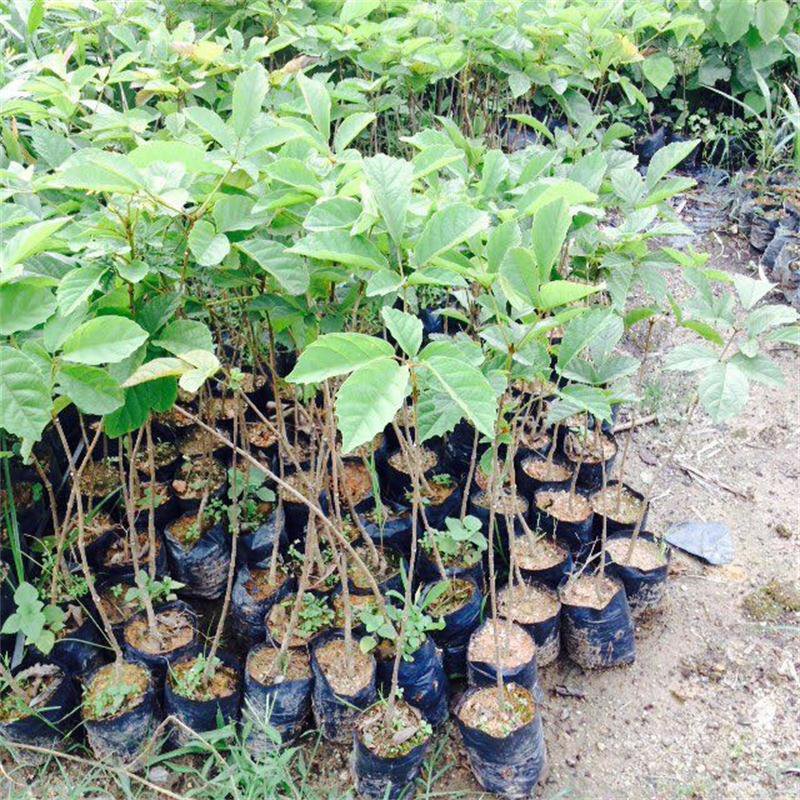 多花黄花风铃播种苗黄花风铃木袋苗批发园林绿化苗木