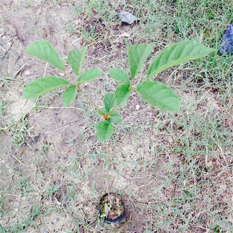 多花黄花风铃播种苗黄花风铃木袋苗批发园林绿化苗木