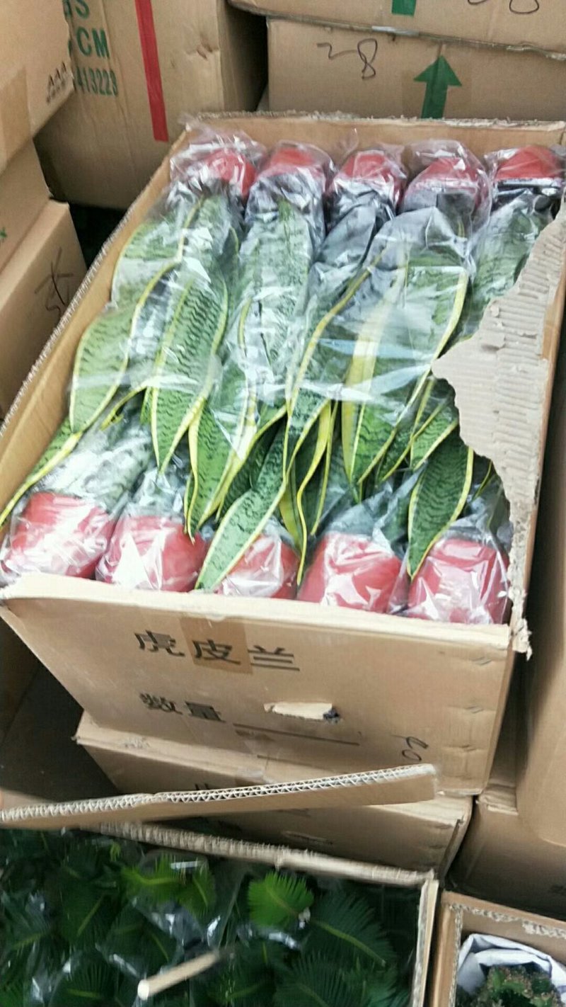 虎尾兰金边虎皮兰室内四季常青办公室客厅净化空气花卉盆栽