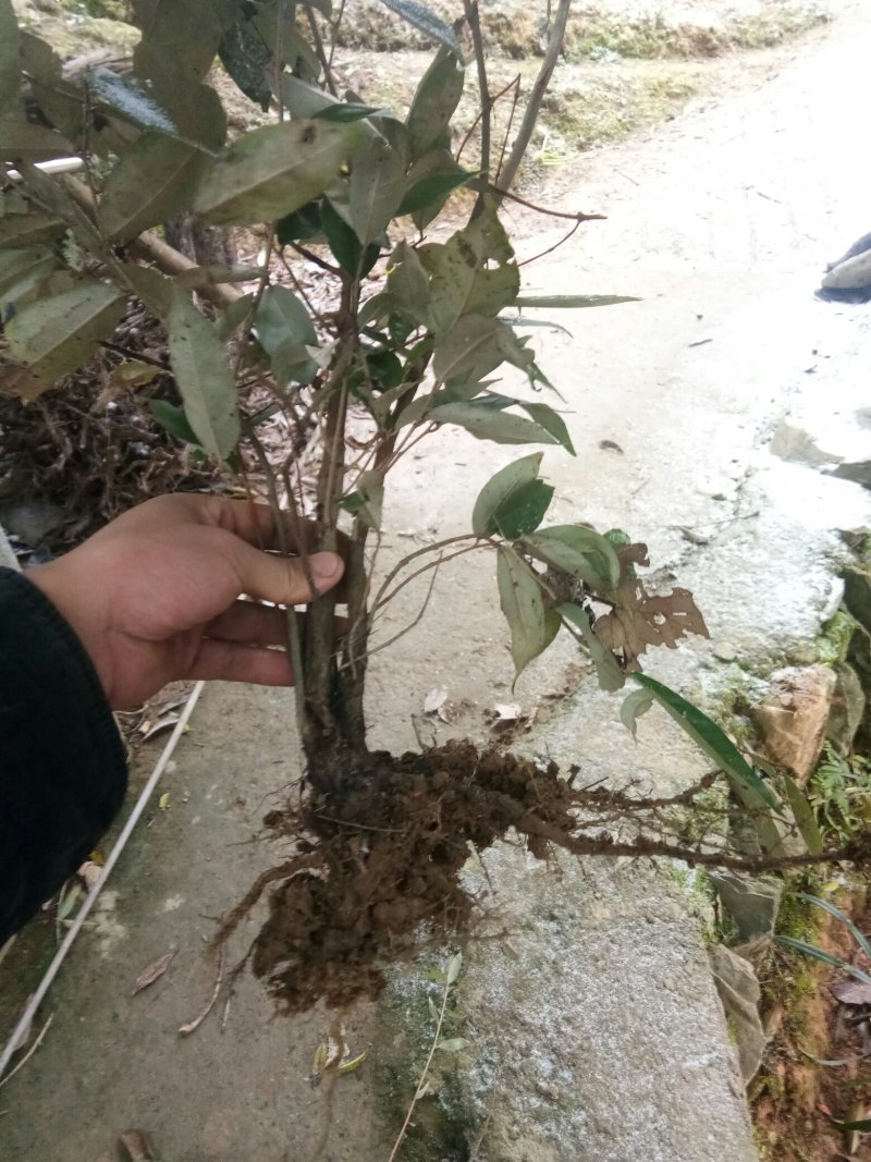 羊奶果苗