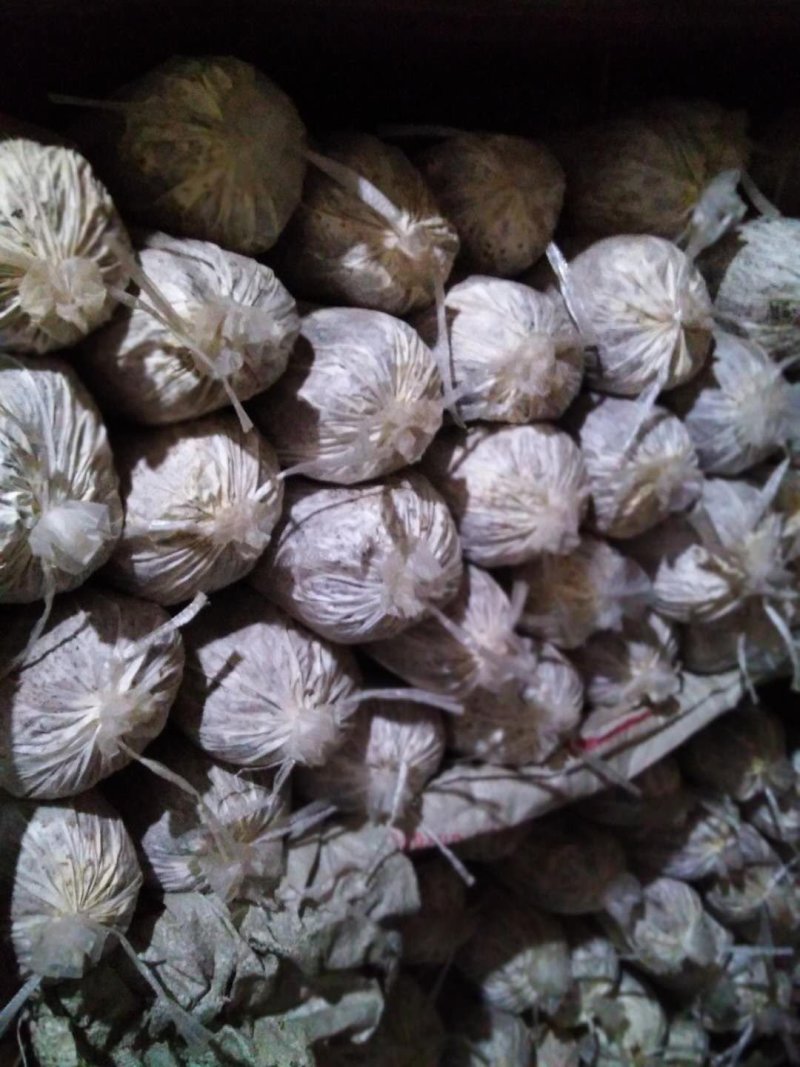 灵芝菌棒灵芝盆景菌棒
