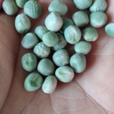 优选特级干青豌豆豌豆一件96斤大量现货品质保证