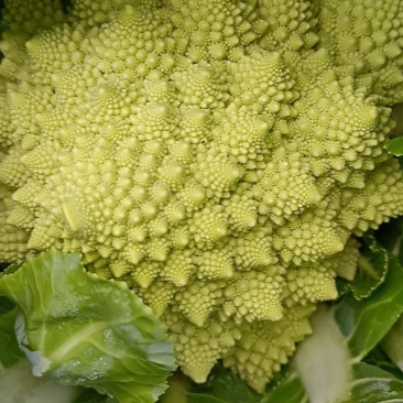 宝塔菜