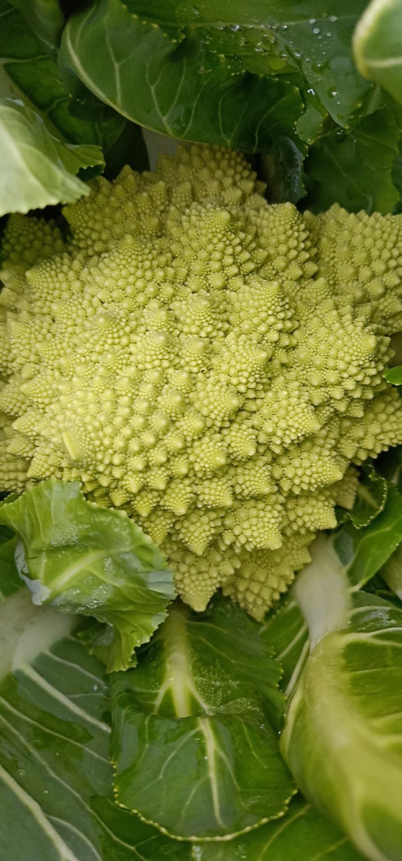 宝塔菜