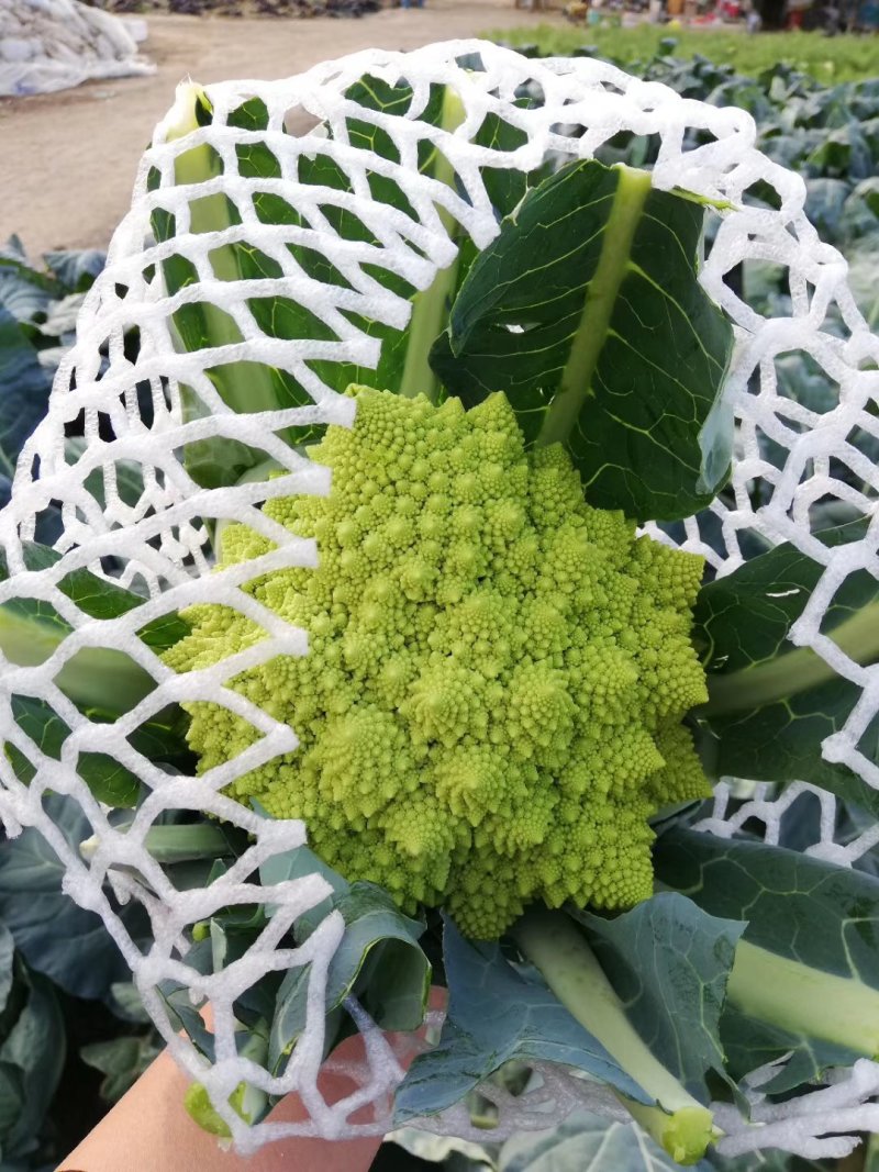 宝塔菜