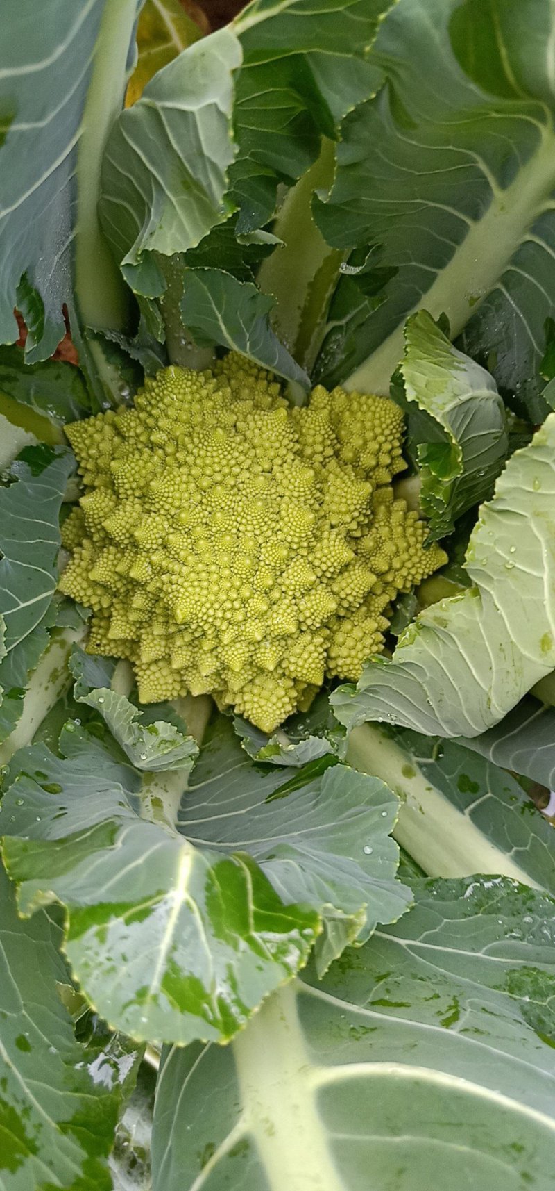 宝塔菜