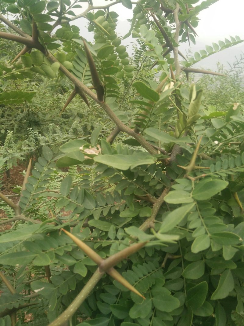 皂角树米经123456公分，便宜处理